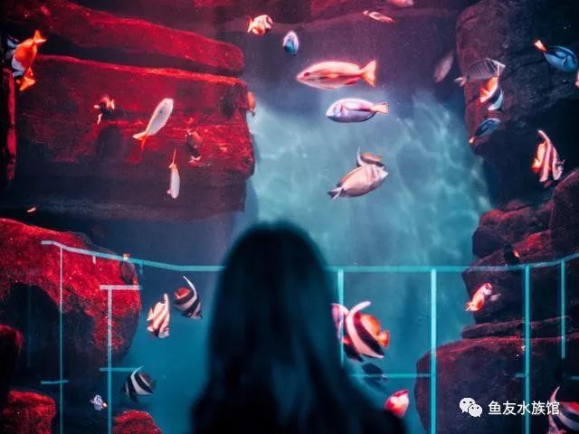 觀賞品種魚價格排名_觀賞魚價格排名_各種觀賞魚的價格與品種