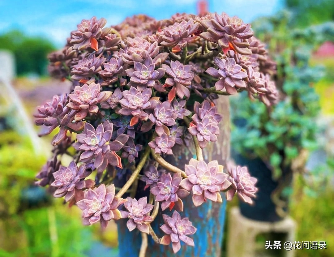 坐標江蘇，這款多肉太好養了，給足陽光就漂亮，夏天也紅艷艷