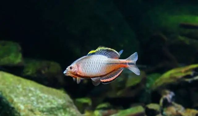 觀賞品種魚價格表_觀賞魚價格排名_各種觀賞魚的價格與品種