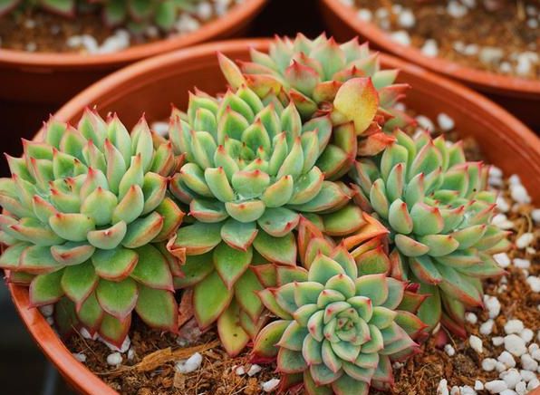 多肉爆盆小方法，僅3招，讓你再也不用羨慕別人家的多肉了
