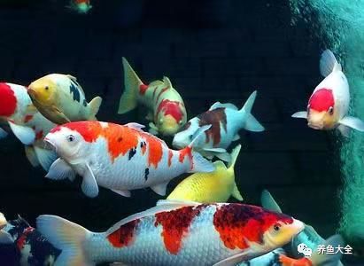 觀賞魚為什么會(huì)吃觀賞魚_觀賞魚不吃食是什么原因_觀賞魚吃魚是怎么回事