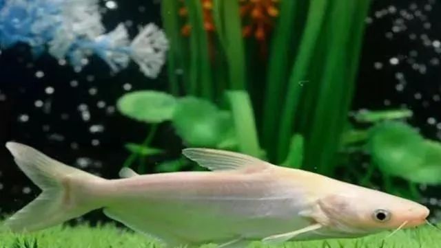 觀賞魚吃魚是怎么回事_觀賞魚為什么會(huì)吃觀賞魚_觀賞魚不吃食是什么原因