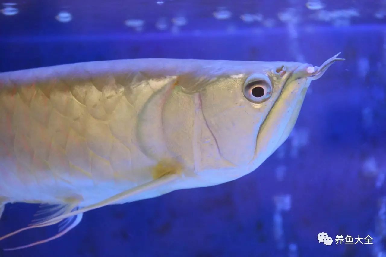 觀賞魚為什么會吃觀賞魚_觀賞魚不吃食是什么原因_吃魚食的觀賞魚