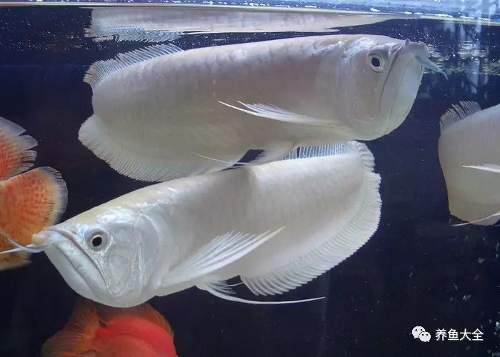 觀賞魚不吃食是什么原因_觀賞魚為什么會吃觀賞魚_吃魚食的觀賞魚