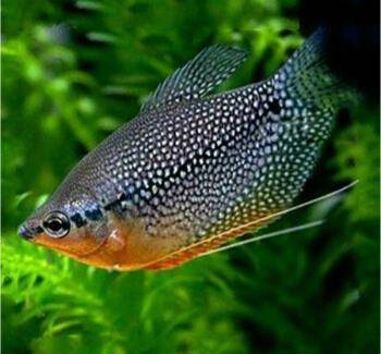 十大最好養小型淡水觀賞魚_觀賞淡水小型養魚好嗎_觀賞淡水小型養魚好不好