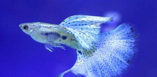 十大最好養小型淡水觀賞魚_觀賞淡水小型養魚好嗎_觀賞淡水小型養魚好不好