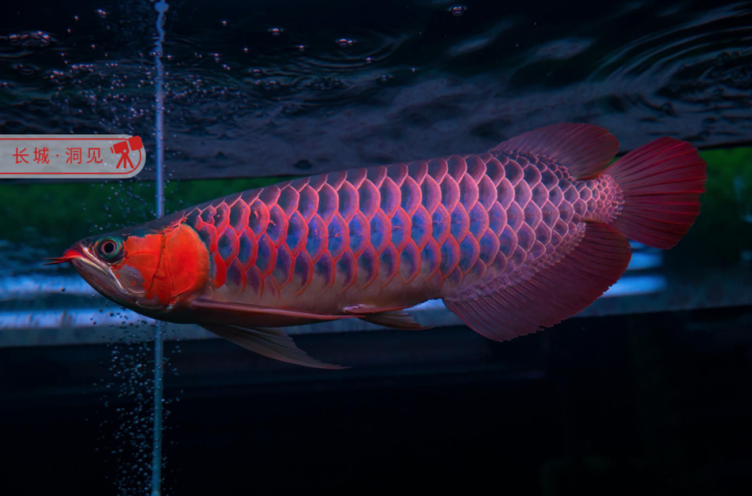 觀賞魚論壇_觀賞魚論壇_觀賞魚論壇