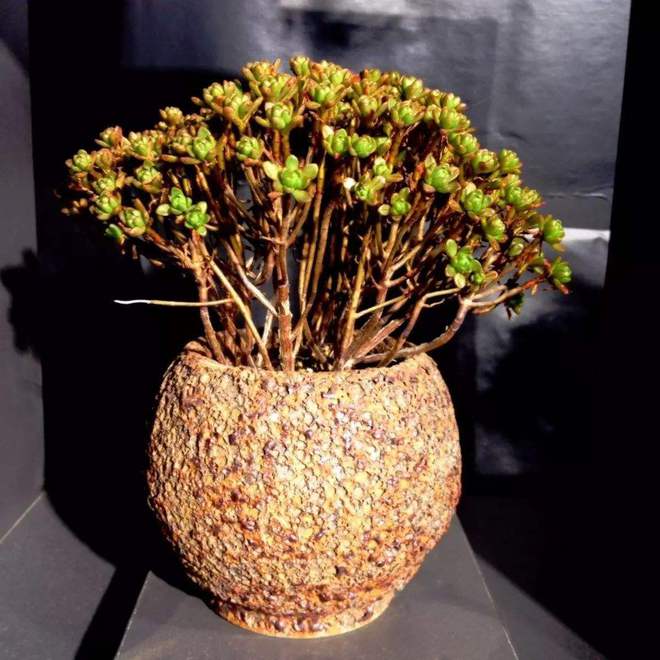 養了好幾年的多肉不見長，可能是僵苗了，趕緊看看根系