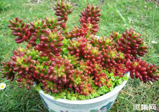 一文了解多肉植物玉扇的養殖方法及常見病蟲害防治