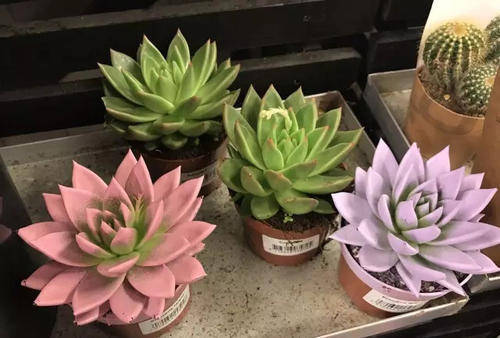 養(yǎng)了半年的多肉不長個，如何判斷是僵苗還是休眠了？