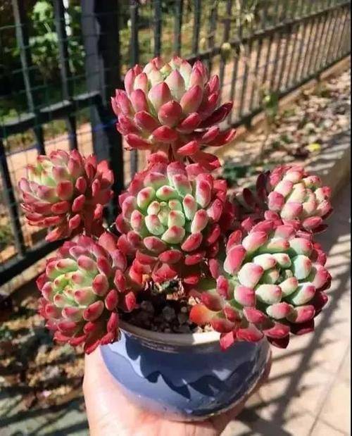 多肉僵苗是什么樣子的_多肉僵苗是什么樣子的_多肉僵苗是什么樣子的