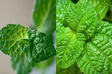 多肉香草好養(yǎng)嗎_香草多肉容易養(yǎng)成老樁_香草養(yǎng)多肉好養(yǎng)活嗎