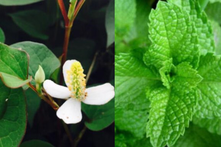 香草多肉容易養(yǎng)成老樁_多肉香草好養(yǎng)嗎_香草養(yǎng)多肉好養(yǎng)活嗎