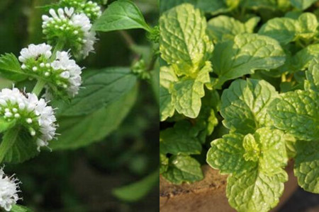 香草養(yǎng)多肉好養(yǎng)活嗎_香草多肉容易養(yǎng)成老樁_多肉香草好養(yǎng)嗎