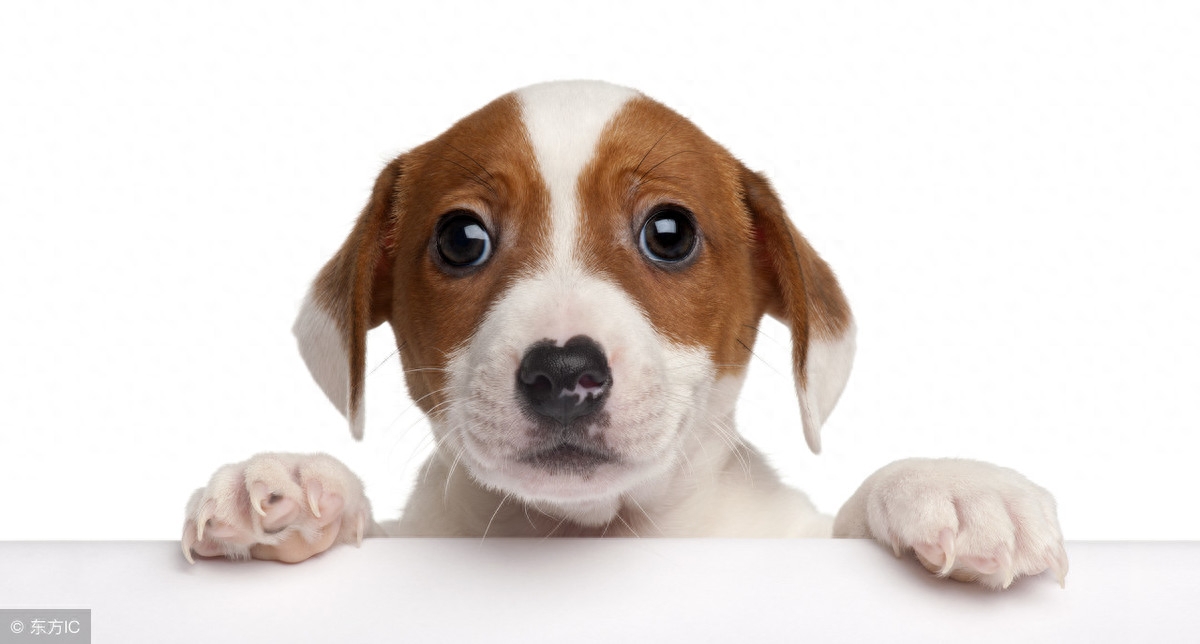 狗狗千萬不能吃它