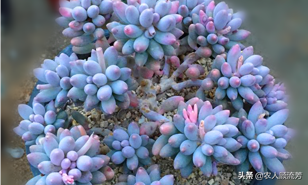 神似“嬰兒手指”的多肉植物你養(yǎng)過嗎？資深花友分享多年養(yǎng)種經(jīng)驗