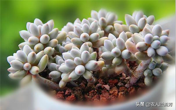 神似“嬰兒手指”的多肉植物你養(yǎng)過嗎？資深花友分享多年養(yǎng)種經(jīng)驗