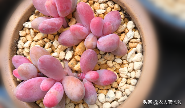 神似“嬰兒手指”的多肉植物你養(yǎng)過嗎？資深花友分享多年養(yǎng)種經(jīng)驗