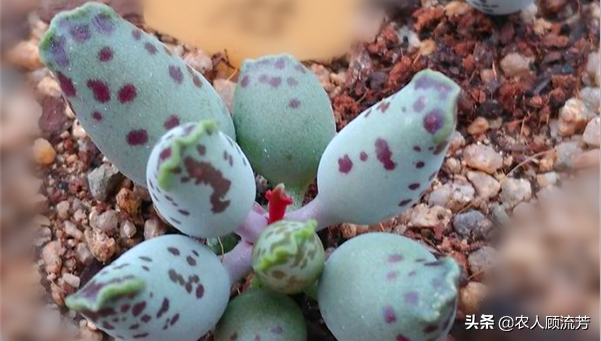 神似“嬰兒手指”的多肉植物你養(yǎng)過嗎？資深花友分享多年養(yǎng)種經(jīng)驗