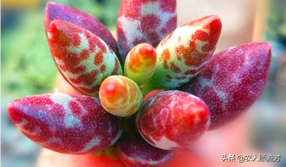 神似“嬰兒手指”的多肉植物你養(yǎng)過嗎？資深花友分享多年養(yǎng)種經(jīng)驗