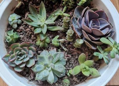 多肉葉子下垂怎么辦插圖4