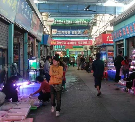 廣州批發觀賞魚的市場_廣州賣觀賞魚的地方_廣州觀賞魚批發市場在哪里