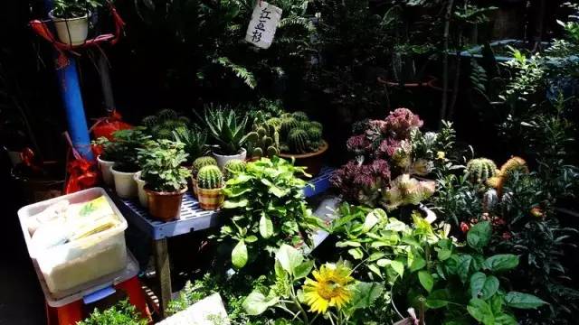 廣州觀賞魚批發市場在哪里_廣州賣觀賞魚的地方_廣州批發觀賞魚的市場