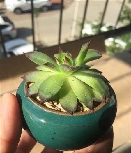 下垂的多肉_多肉植物葉子下垂_多肉葉子往下垂是怎么回事