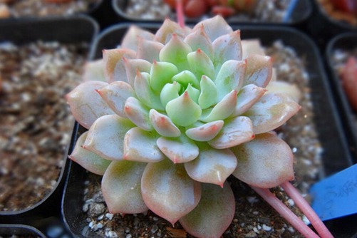 克多多、克拉拉多肉怎么養(yǎng),克拉拉女生最喜歡的多肉