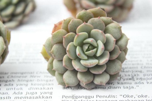 克多多、克拉拉多肉怎么養(yǎng),克拉拉女生最喜歡的多肉