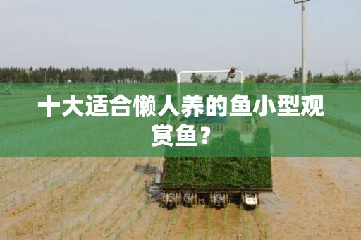 十大適合懶人養(yǎng)的魚小型觀賞魚？