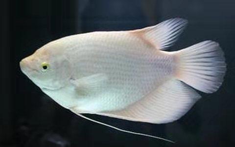 常見觀賞魚壽命_觀賞魚壽命最長的有哪些_觀賞魚壽命幾年