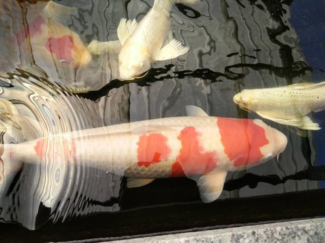 觀賞魚壽命最長的有哪些_常見觀賞魚壽命_觀賞魚壽命幾年