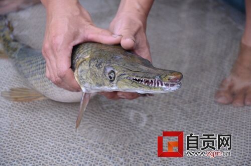 自貢居民魚塘釣兇猛怪魚：鱷嘴蛇皮滿口尖牙