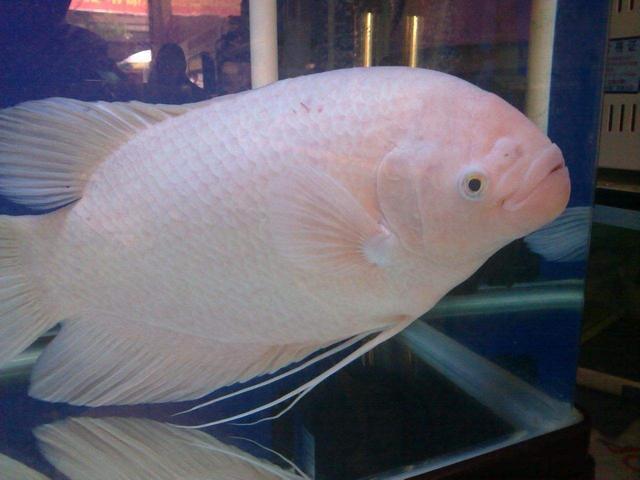 大部分小型熱帶魚的壽命，以兩年為限，有些魚出現老態不必醫治