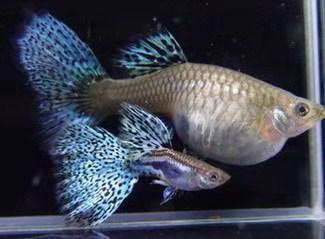 大部分小型熱帶魚的壽命，以兩年為限，有些魚出現老態不必醫治