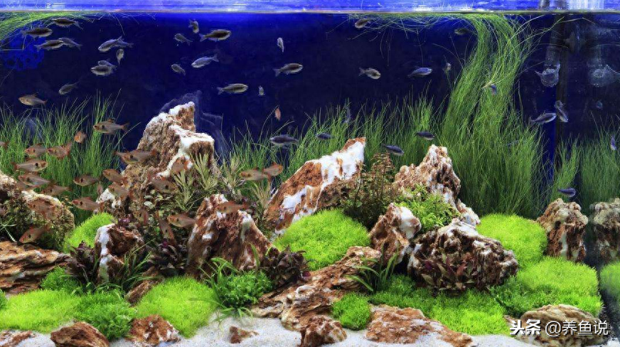 新手養觀賞魚用什么魚缸比較好？我這兒有個技巧，能幫你省去麻煩