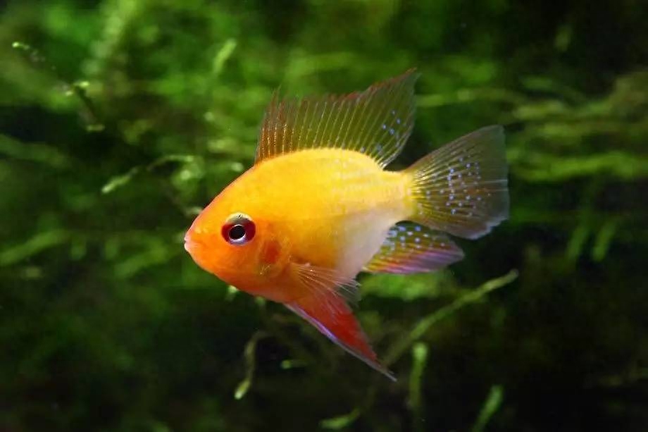 海水觀賞圖鑒魚種1000條_海水觀賞圖鑒魚種1000只_海水觀賞魚圖鑒1000種