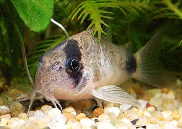 海水觀賞魚圖鑒1000種_海水觀賞圖鑒魚種1000條_海水觀賞圖鑒魚種1000只