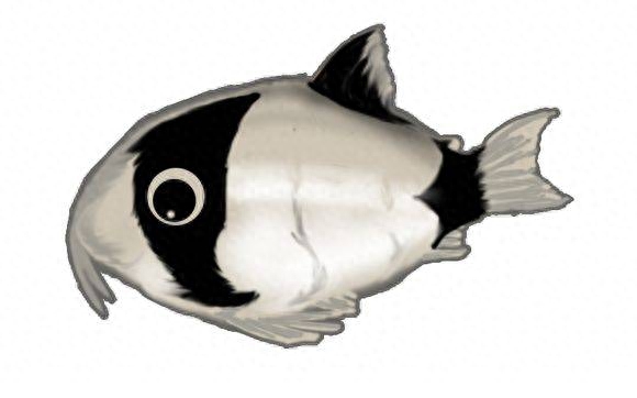 海水觀賞魚圖鑒1000種_海水觀賞圖鑒魚種1000只_海水觀賞圖鑒魚種1000條