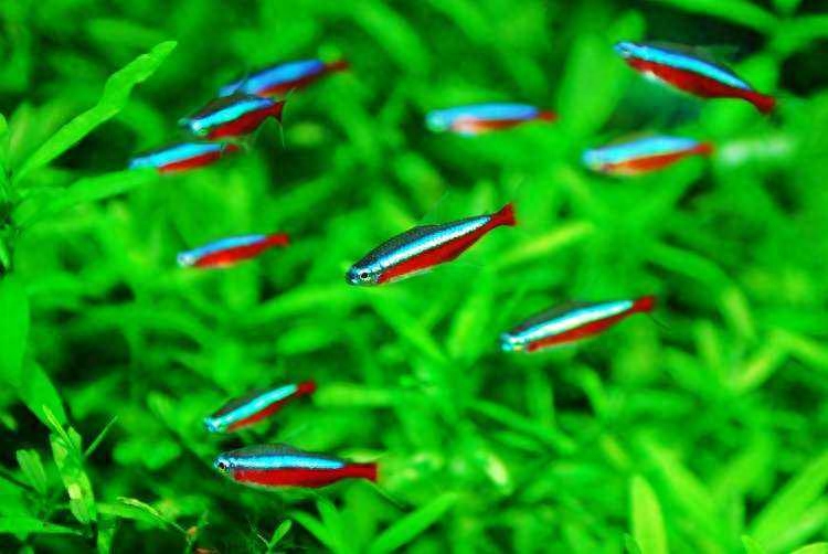 觀賞種類大全魚類圖片_觀賞魚種類大全_觀賞種類大全魚圖片