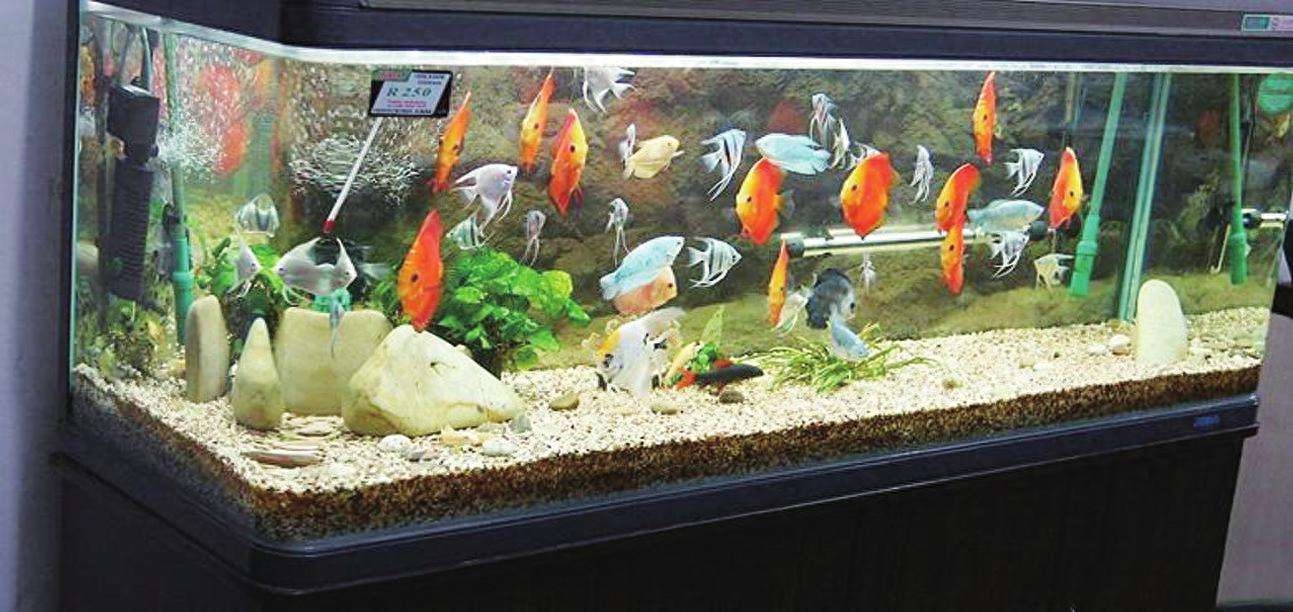 觀賞魚水養好用什么魚_觀賞魚用什么水養最好_觀賞魚應該用什么樣的水