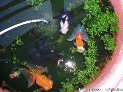 觀賞魚用什么水養最好_觀賞魚水養好用什么魚_觀賞魚應該用什么樣的水
