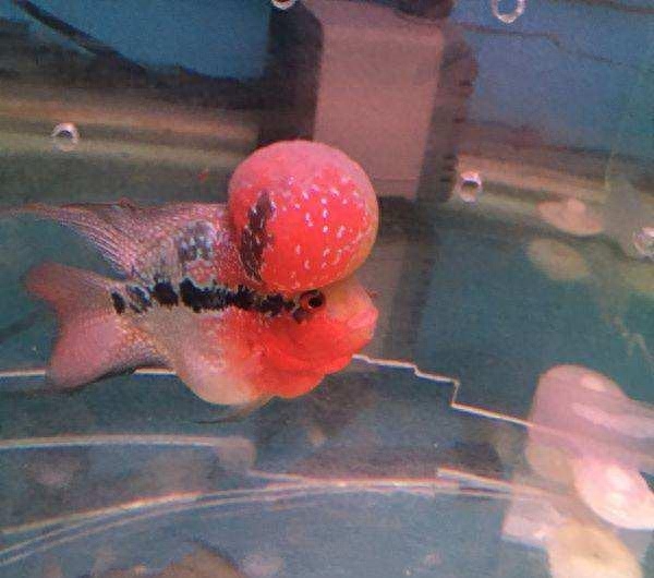 海水觀賞魚圖鑒1000種_海水觀賞魚圖鑒1000種_海水觀賞魚圖鑒1000種