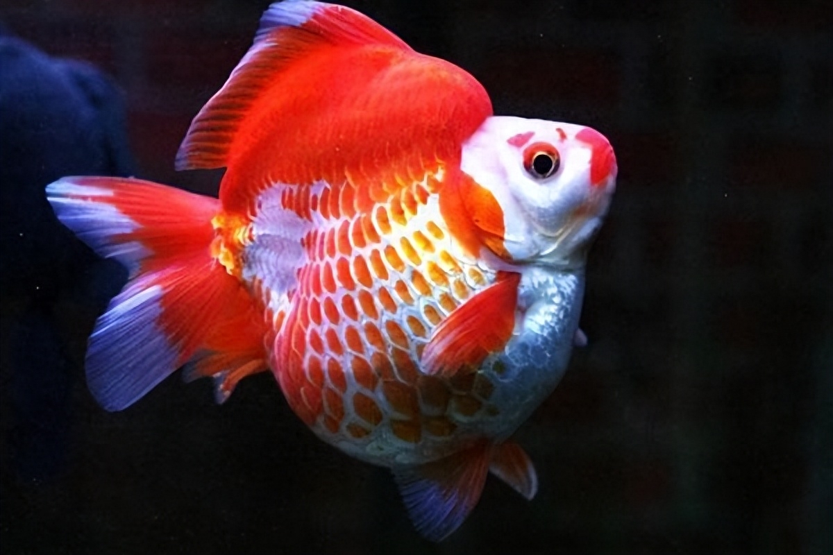 觀賞種類大全魚種_觀賞魚種類大全_觀賞魚種類及名稱