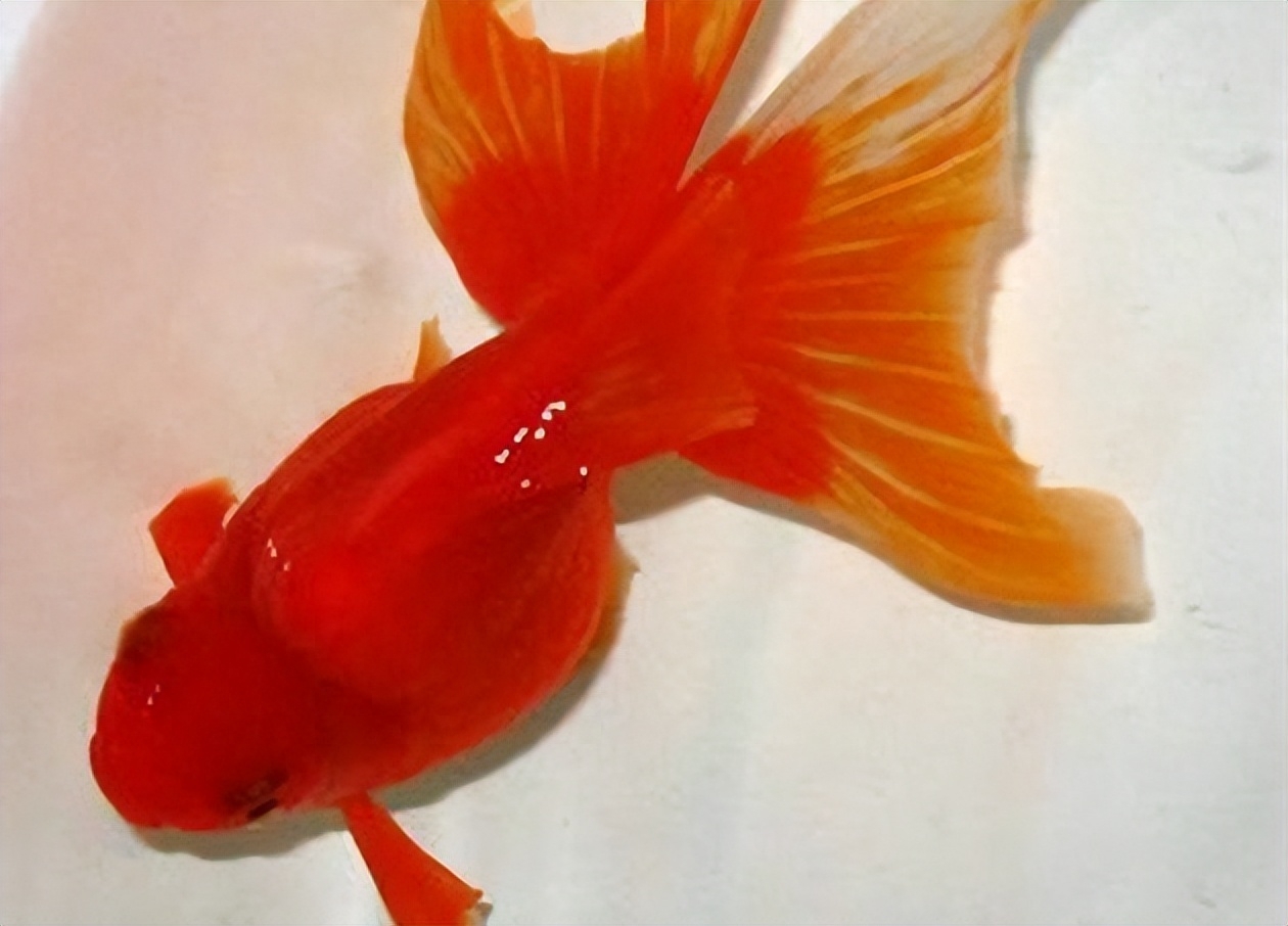 觀賞魚種類及名稱_觀賞魚種類大全_觀賞種類大全魚種