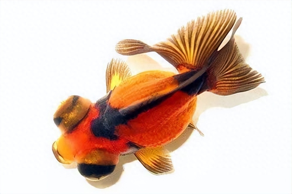 觀賞種類大全魚種_觀賞魚種類及名稱_觀賞魚種類大全