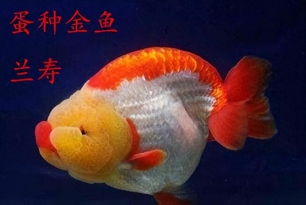 觀賞種類大全魚種_觀賞魚種類及名稱_觀賞魚種類大全