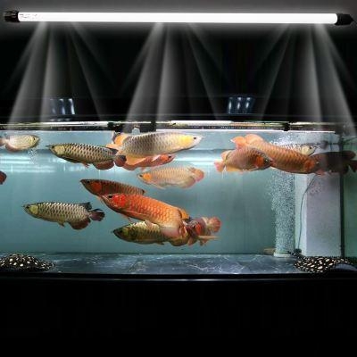 觀賞魚種類大全_觀賞種類大全魚類圖片_觀賞魚種類介紹百度百科