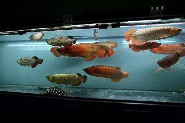 觀賞魚種類大全_觀賞種類大全魚類圖片_觀賞魚種類介紹百度百科